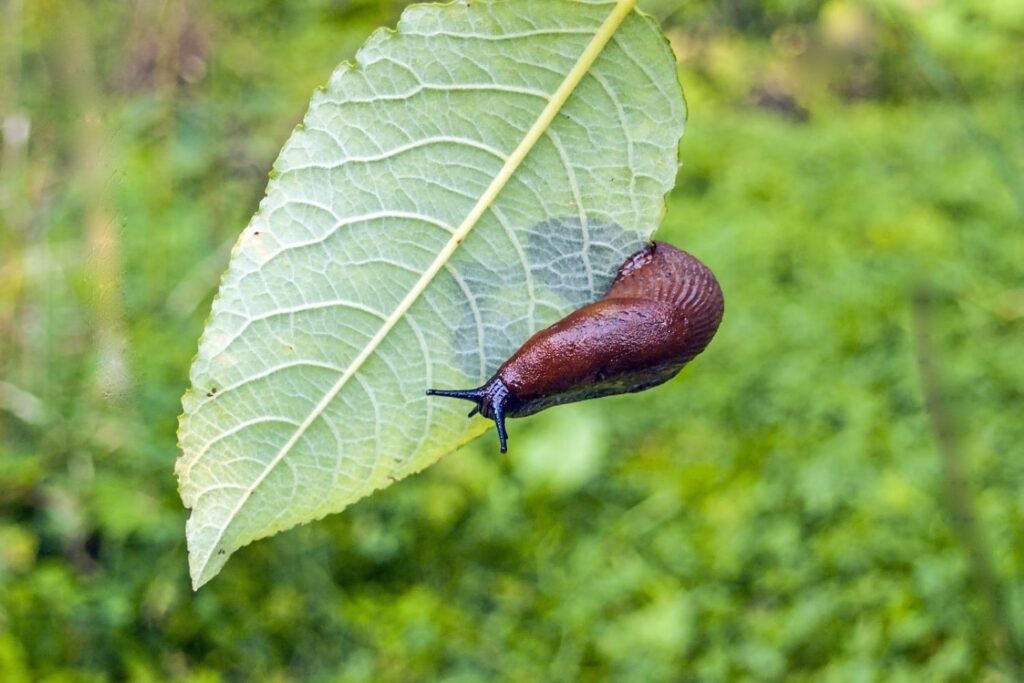 How to get rid of slugs: 10 solutions