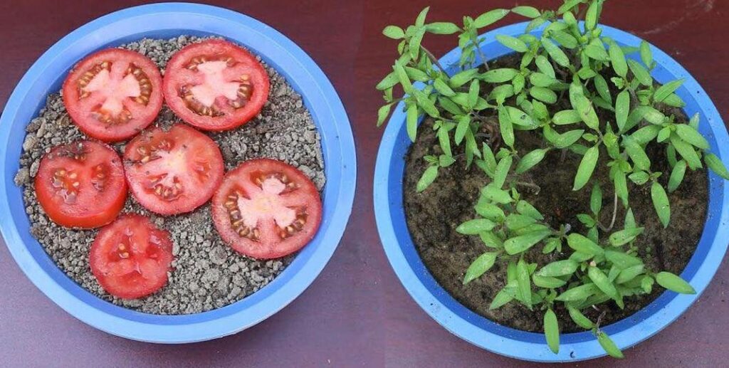 How to grow a healthy and strong tomato plant? Save this article